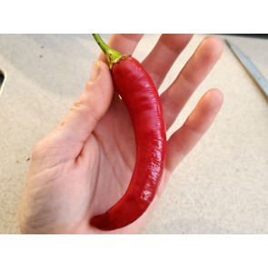 Hot Pepper ‘Garden Salsa F2’ Seeds (Certified Organic)