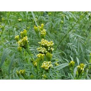 Mexican Marigold AKA Huacatay Peruvian Black Mint Seeds (Certified Organic)