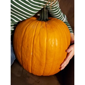 Pumpkin 'Wolf' Seeds (Certified Organic)