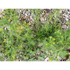 Pineapple Chamomile (Pineappleweed) Seeds (Certified Organic)
