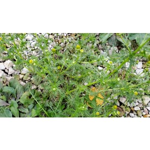 Pineapple Chamomile (Pineappleweed) Seeds (Certified Organic)