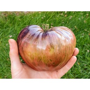 Tomato 'Rebel Starfighter Prime' Seeds (Certified Organic)