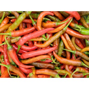 Hot Pepper 'Cayenne'