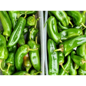 Hot Pepper 'Anaheim' Seeds (Certified Organic)