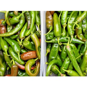 Hot Pepper 'Guajillo' Seeds (Certified Organic)