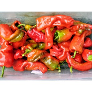 Hot Pepper ‘Hangjiao (HJ8) Total Eclipse Space Chili’ Seeds (Certified Organic)