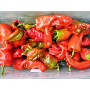 Hot Pepper ‘Hangjiao (HJ8) Total Eclipse Space Chili’ Seeds (Certified Organic)