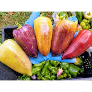 Sweet Pepper ‘Violet Sparkle' Seeds (Certified Organic)