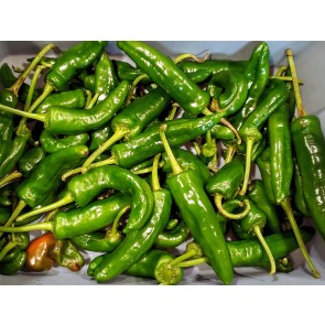 Hot Pepper ‘Tunisian Baklouti’ Seeds (Certified Organic)