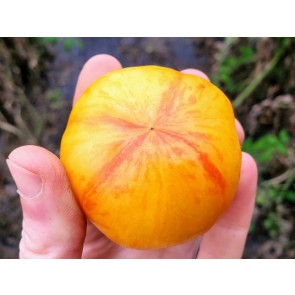 Tomato 'Lava Flow' Seeds (Certified Organic)