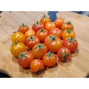 Tomato 'Isis Candy' Seeds (Certified Organic)