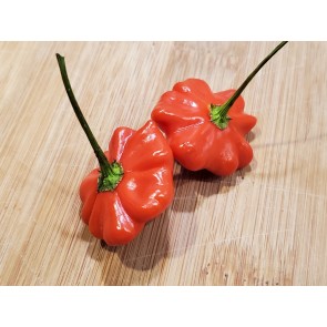 Hot Pepper 'Brazilian Starfish'