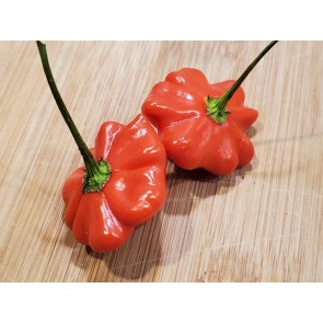 Hot Pepper ‘Brazilian Starfish' Seeds (Certified Organic)