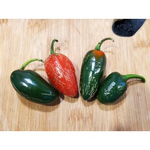 Hot Pepper ‘Traveler Jalapeno' Seeds (Certified Organic)