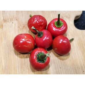 Hot Pepper ‘Satan's Kiss’ Seeds (Certified Organic)