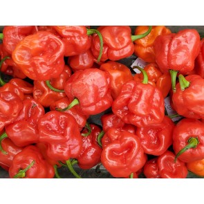 Hot Pepper ‘Bahamian Beast' Seeds (Certified Organic)