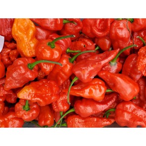 Hot Pepper ‘Naga Death Purple Leaf’ Seeds (Certified Organic)