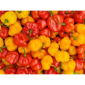 Hot Pepper 'Scotch Bonnet'