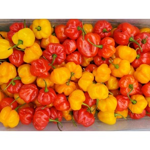 Hot Pepper ‘Red and Yellow Scotch Bonnet Mix’ 