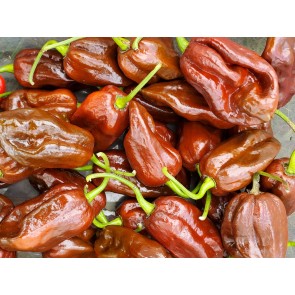 Hot Pepper ‘Chocolate Bhutlah' Seeds (Certified Organic)