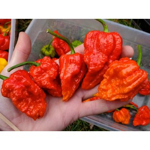 Super Hot Pepper 'Zing'