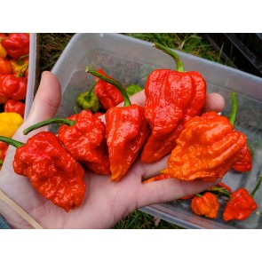 Hot Pepper ‘Zing’ Seeds (Certified Organic)