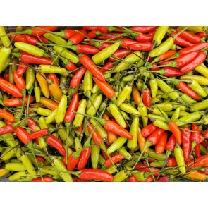 Hot Pepper 'Tabasco' Seeds (Certified Organic)