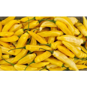 Pepper HOT 'Lemon Drop' Plant (4