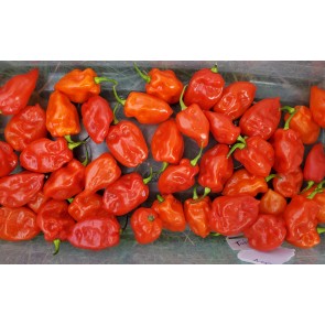 Hot Pepper ‘Tobago’ Seeds (Certified Organic)