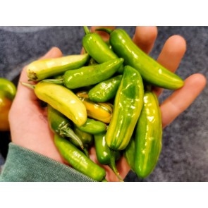 Hot Pepper ‘Fish’ Seeds (Certified Organic)