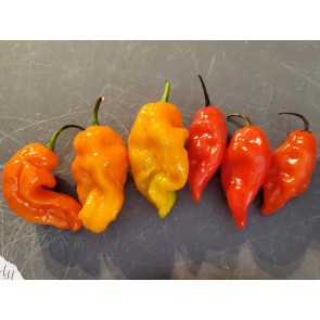 Hot Pepper ‘Red Fatalii’ Seeds (Certified Organic)