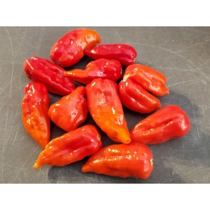 Hot Pepper 'Red Devil's Tongue' 