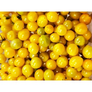 Tomato 'Blondkopfchen' Seeds (Certified Organic)