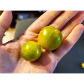 Tomato 'Small Green Cherry' Plant (4