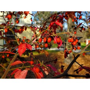 Burning Bush Seeds (Certified Organic)