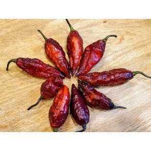 Hot Pepper 'Redgum Tiger MAMP x Chocolate Nagabrains' Seeds (Certified Organic)