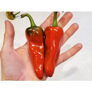 Hot Pepper ‘Aji Panca’ Seeds (Certified Organic)