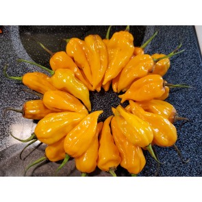 Hot Pepper ‘Fatalii’ Seeds (Certified Organic)