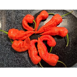 Hot Pepper ‘Naga Death’ Seeds (Certified Organic)