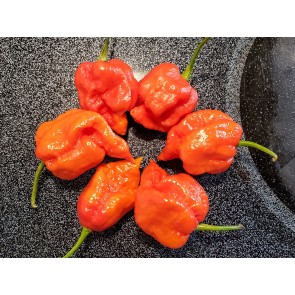 Hot Pepper ‘Naga Death’ Seeds (Certified Organic)