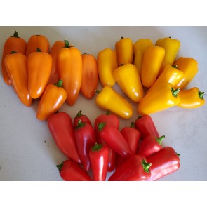 Sweet Pepper 'Lunchbox Red’ Seeds (Certified Organic)