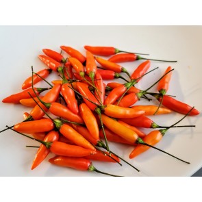 Hot Pepper 'Tabasco' Seeds (Certified Organic)