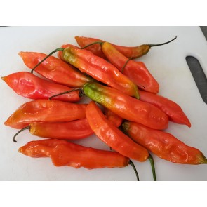 Hot Pepper 'Ghostly Jalapeno' Seeds (Certified Organic)