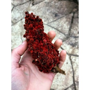 Staghorn Sumac Seeds (Certified Organic)