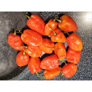Hot Pepper ‘Tobago’ Seeds (Certified Organic)