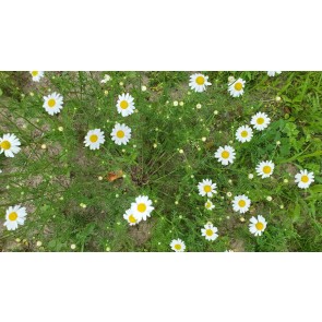 German Chamomile Seeds (Certified Organic)