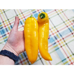 Pepper 'Super Sweet Giant Yellow' Seeds (Certified Organic)