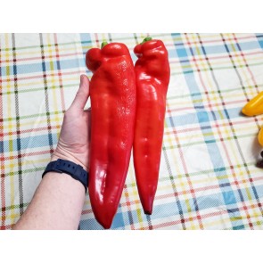Pepper SWEET 'Super Sweet Giant Red' Plant (4" Pot, single)
