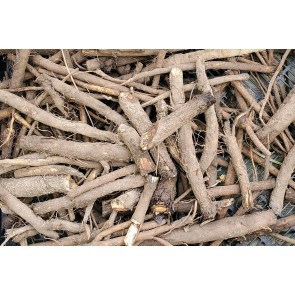 Burdock Seeds (Certified Organic)