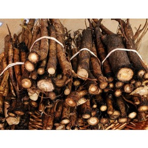 Burdock Root